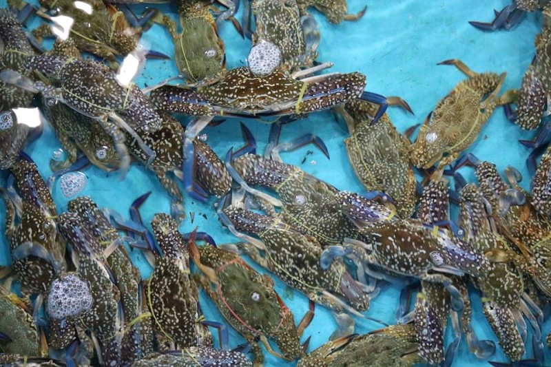 Chợ Đồng Hới: Hải sản Quảng Bình