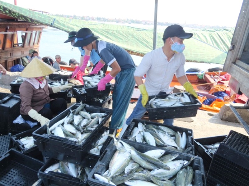 Chợ Đồng Hới: Hải sản Quảng Bình