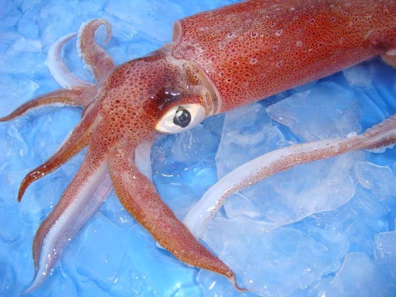 Mực Quảng Bình: Ngon nhất Việt Nam!