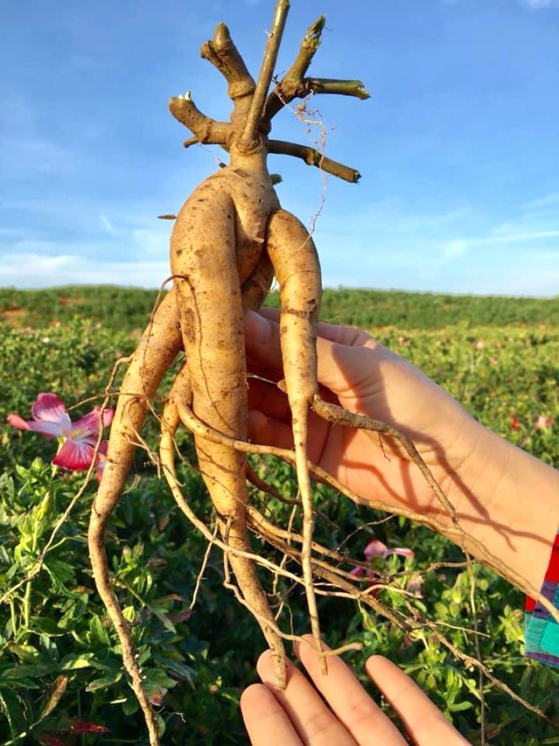 Củ Sâm Bố Chính`