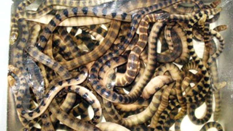 đặc sản Quảng Bình