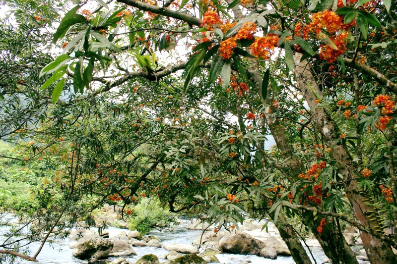 Suối Nước Moọc mùa hoa vàng Anh