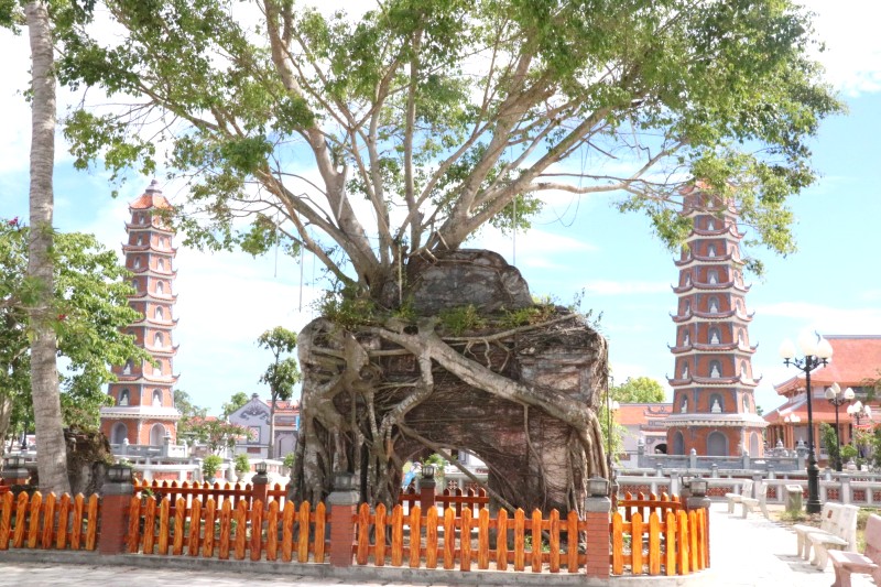 Gốc đa cổ thụ trầm mặc.